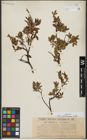 Foto von Salix waldsteiniana Willd.